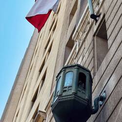 Rock Pigeon im "Nest"