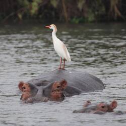 Flexibler Landeplatz