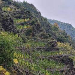Die steilsten Weinhänge an der Mosel....