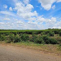 Die Teefelder nehmen zu