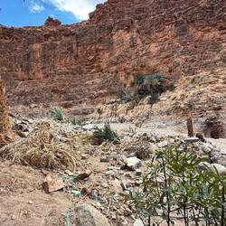 ... und das ist der Rest einer riesigen traumhaften Palmenoase 😭