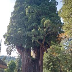 Großvater Rückseite