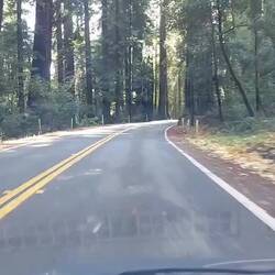 Erst mal nur wieder Bäume.