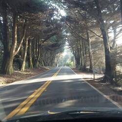 Eine Allee aus Zypressen, aber da kommt noch mal Eine.