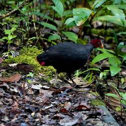 Rotkopfwachtel endemisch