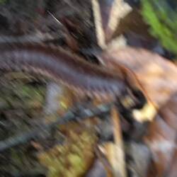 riesigä Tusigfuässler