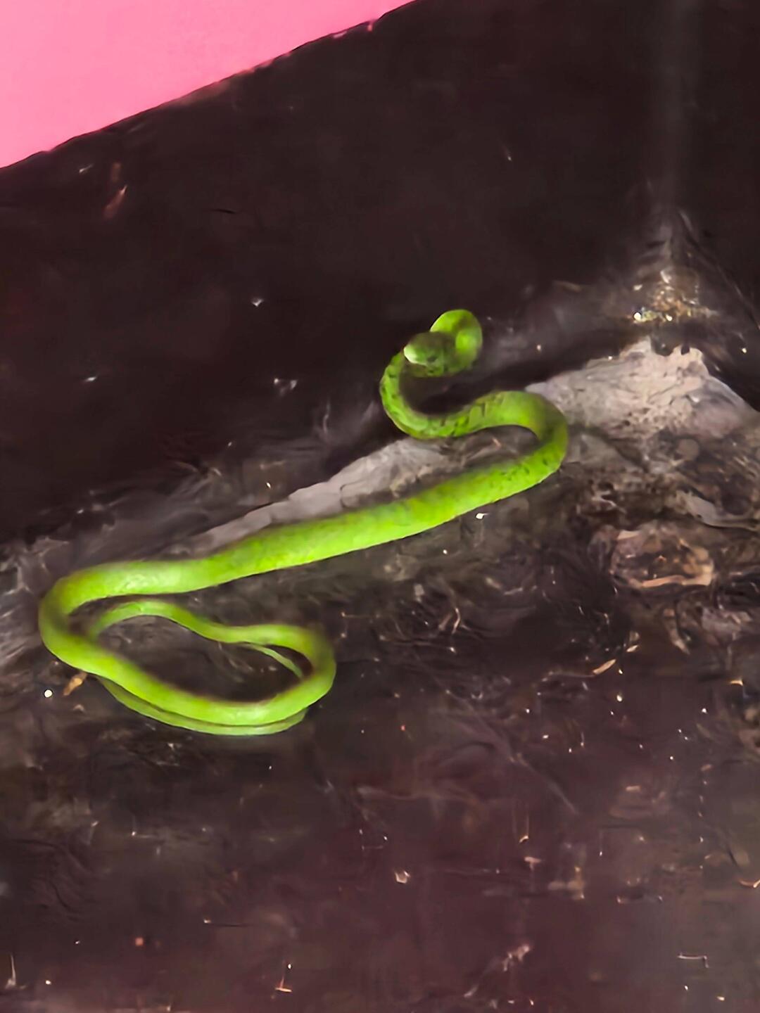 Die Einheimischen meinen, es wäre eine grüne Mamba, könnt aber auch ne Natter sein.