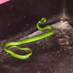 Die Einheimischen meinen, es wäre eine grüne Mamba, könnt aber auch ne Natter sein.