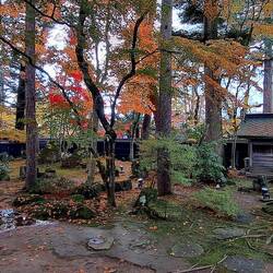 Samurai homes surrounded by Nature's stunning foliage. 🍁
