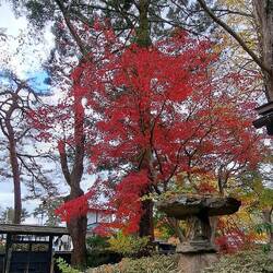 Senshu Park opened just this morning after (still) being closed due to bear sightings. Beautiful.