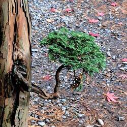 A little tree growing out of a large trunk.