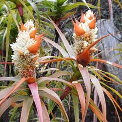 Australian Dracophyllum