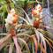 Australian Dracophyllum