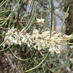 Hakea microcarpa
