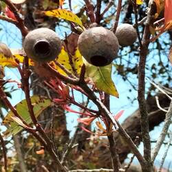 Red Flowergum, eucalyptus
