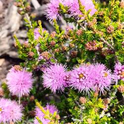 Dwarf Spanish Heath