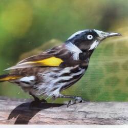 Honey- water (plaatje)