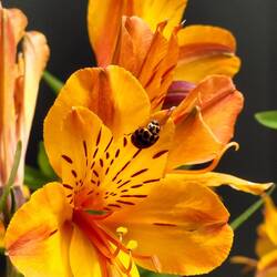 Peruvian lily