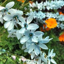 White-and-yellow flower cornlily
