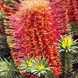 Heath Banksia