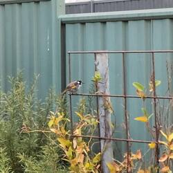 Echte, moeilijk te ' pakken'