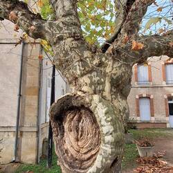 Rekordverdächtigiges Astloch einer Platane.