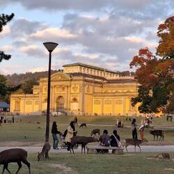 Das Nationalmuseum im Nara-Park in der späten Nachmittagssonne