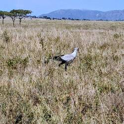 Secretary bird