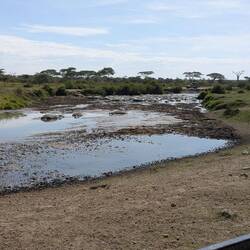 Hippo pool and lots of poo!