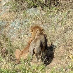Mating lions