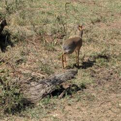 Dikdik
