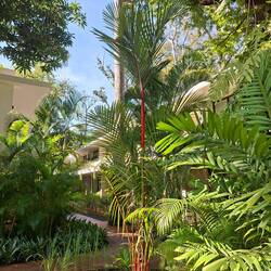 Unusual Bamboo vegetation