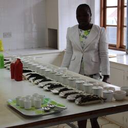 Die Teeverkostung beginnt