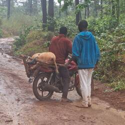 Schwein gehabt, die Sau muss nicht laufen.