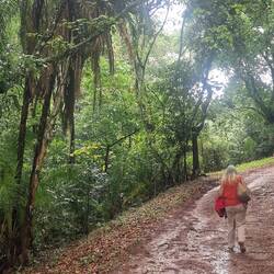 Letzter Abschnitt durch den Regenwald.