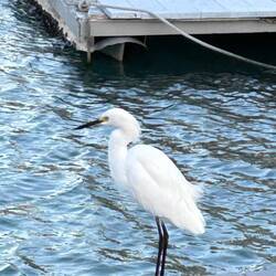 Horace the heron by our boat, getting ready to dine