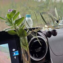 Our flower of the day just got an olive as company