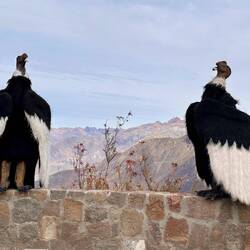 Wenn schon keine Condore, dann wenigstens menschliche 😂