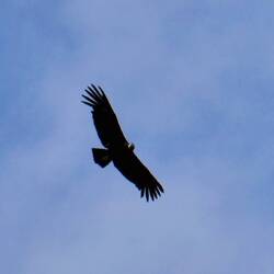 Anden-Condor