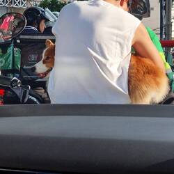 Grab nimmt auch Haustiere mit 🤭