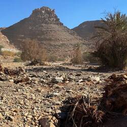 Der Weg geht zuerst durch eine Palmenoase - bzw. was nach der Flut im letzten Jahr davon übrig blieb