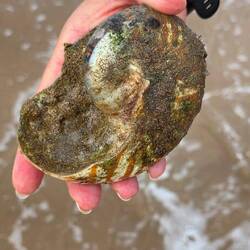 Sie durfte wieder zurück ins Meer