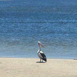 Pelikan in Augusta am River