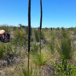 so riesen Blütenstengel ☺️
