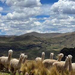 Oh Look. Some cyclists passing by!