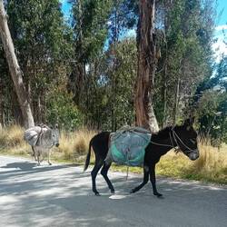 They are *not* going to Checca but seem happy anyway