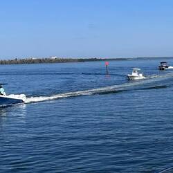Did I say look out for the locals? Fort Myers in the distance.
