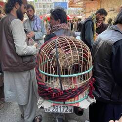 Why not put an eagle into a small cage