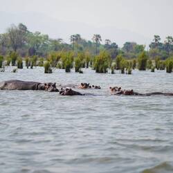 Hippos