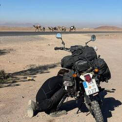 Checking the camel Kismet